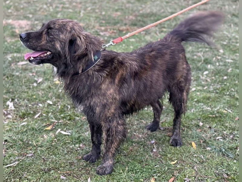 Teddy - Bildhübsch und Charakterhund