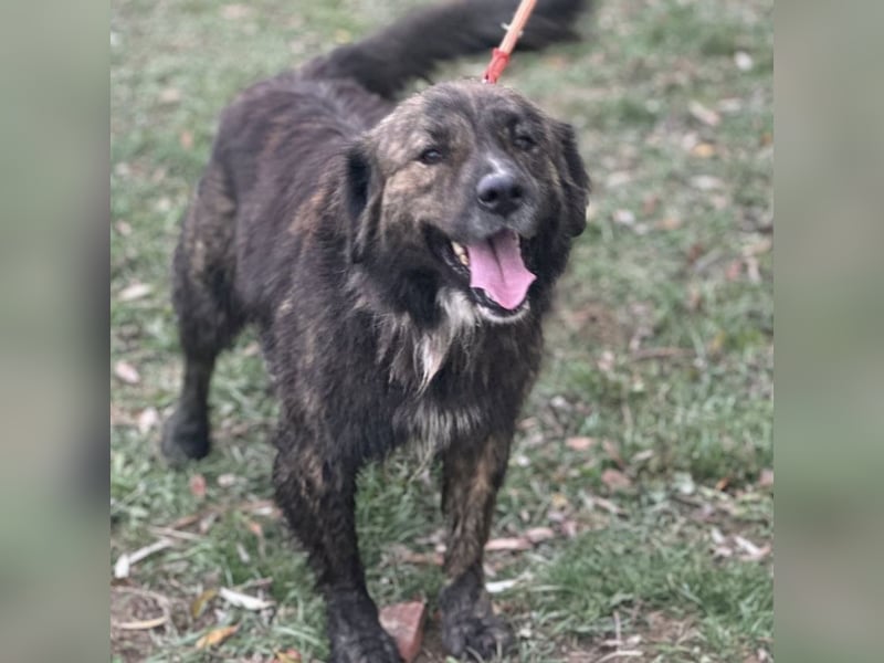 Teddy - Bildhübsch und Charakterhund