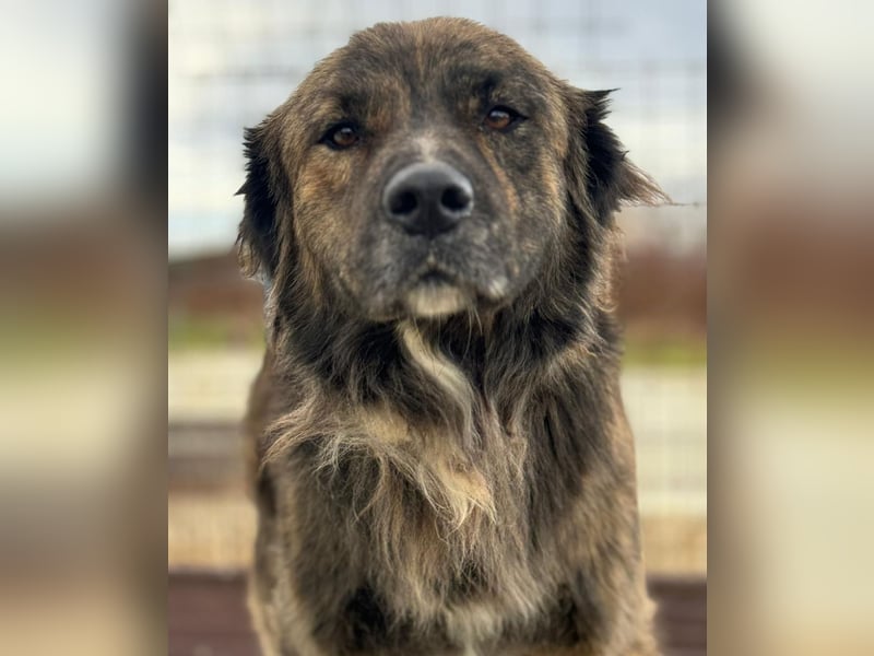 Teddy - Bildhübsch und Charakterhund