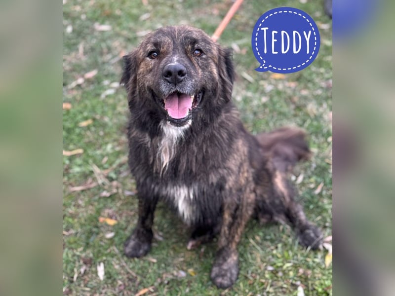 Teddy - Bildhübsch und Charakterhund