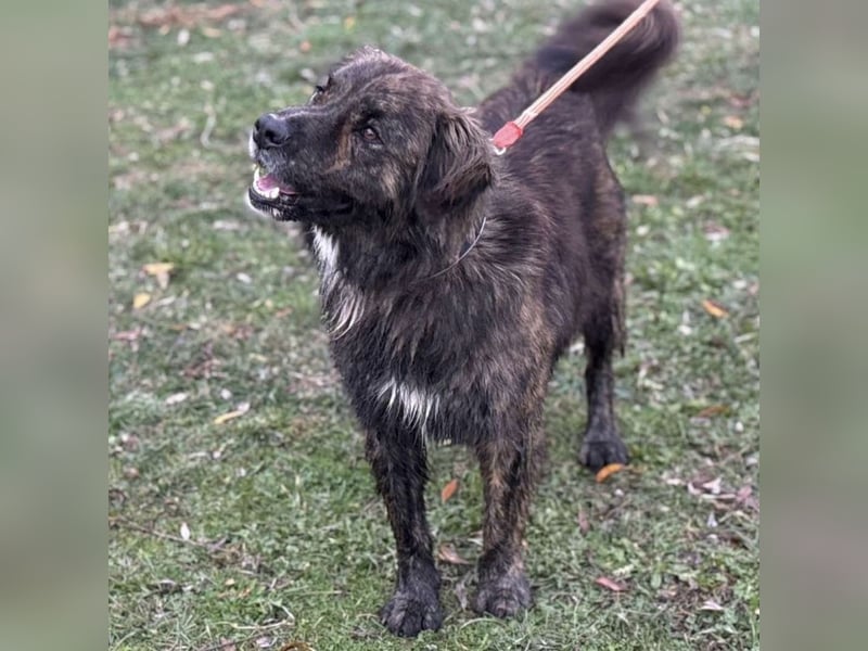Teddy - Bildhübsch und Charakterhund
