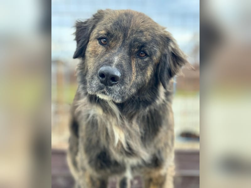 Teddy - Bildhübsch und Charakterhund