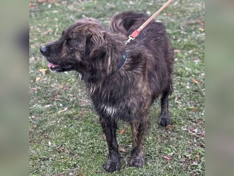 Teddy - Bildhübsch und Charakterhund