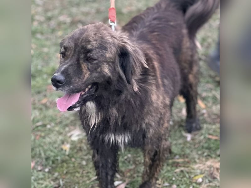 Teddy - Bildhübsch und Charakterhund