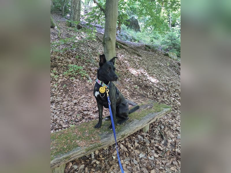 Raya sucht ein neues Zuhause