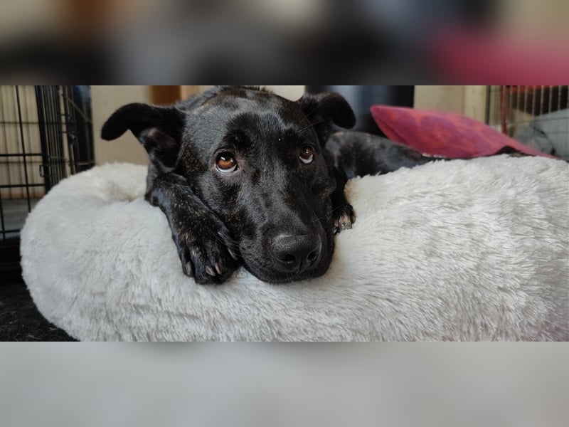 Raya sucht ein neues Zuhause