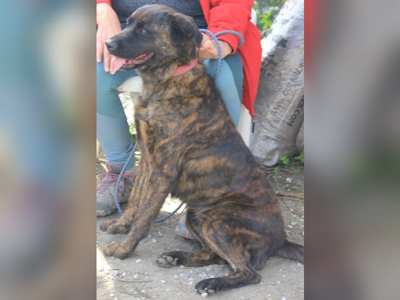 Lexi sucht ein schönes Zuhause