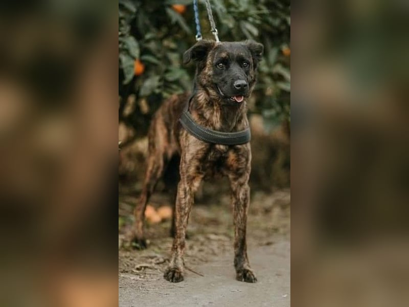 Lexi sucht ein schönes Zuhause