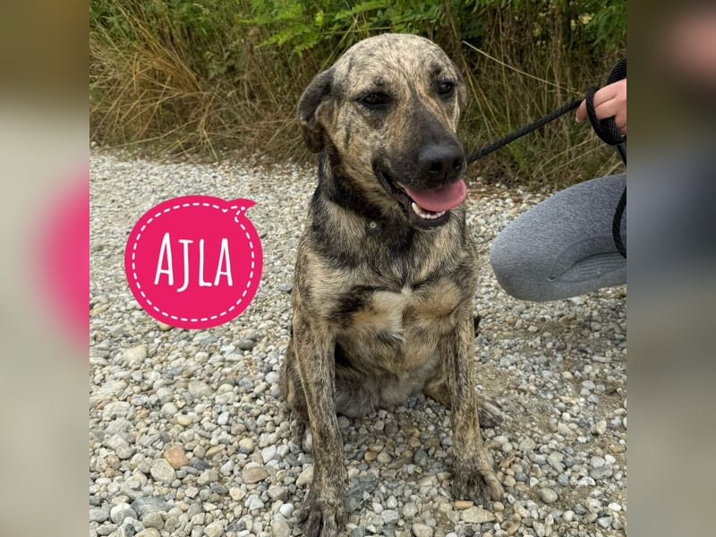 Ajla die wundervolle sanfte