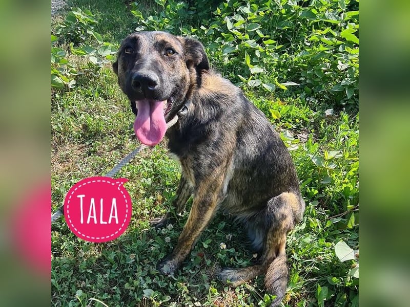 Tala eine ängstliche Hübsche
