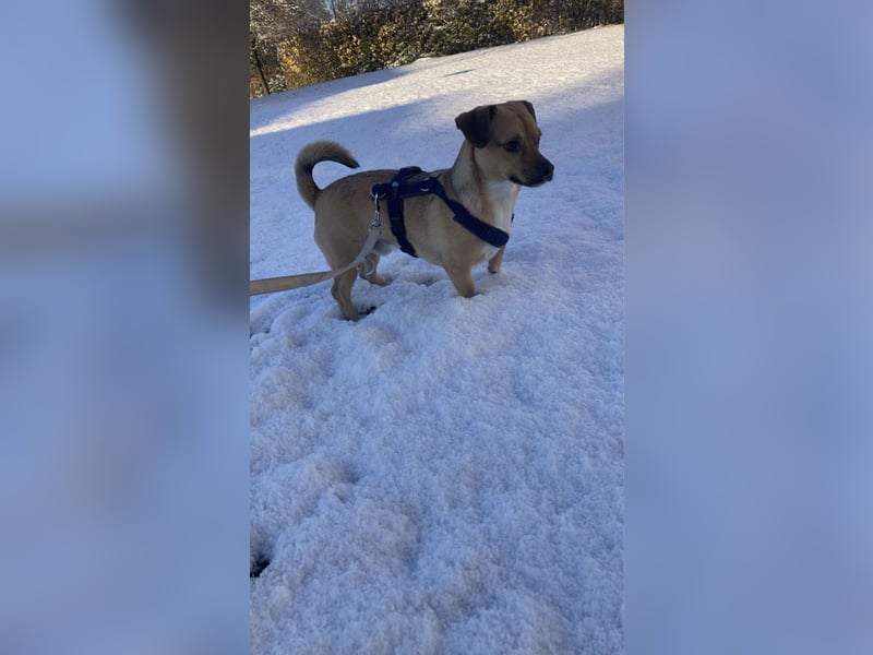 Dackel Jack Russel
