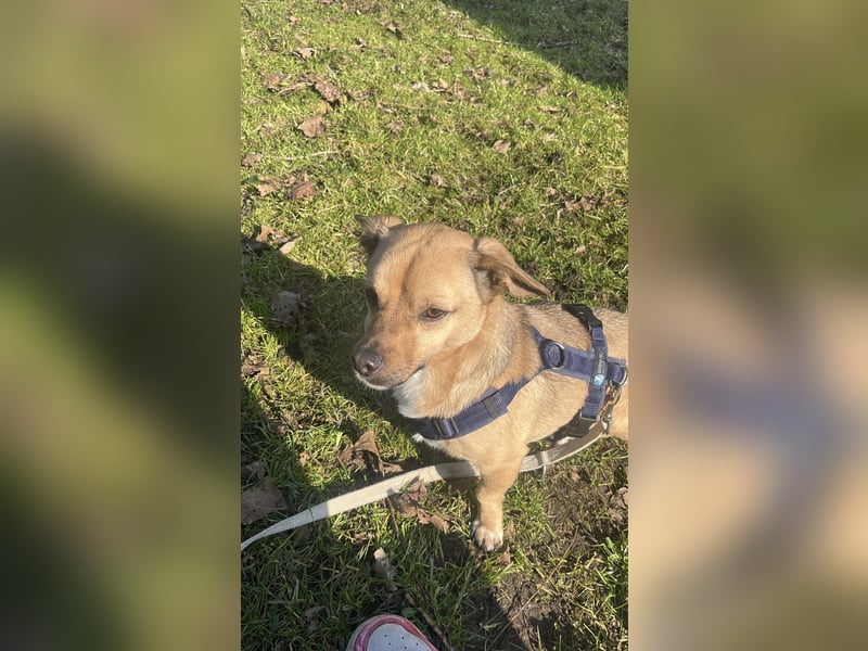Dackel Jack Russel