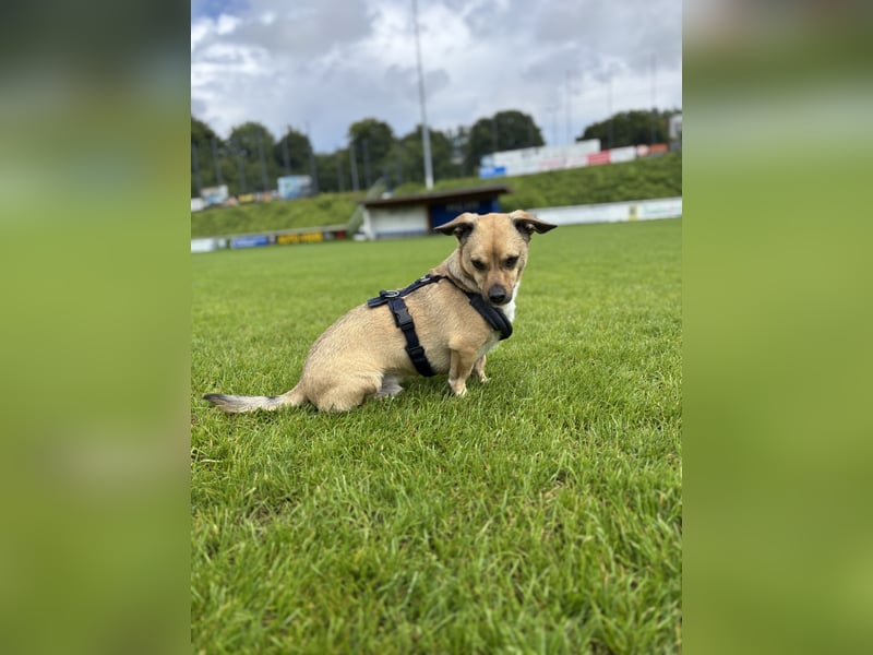 Dackel Jack Russel