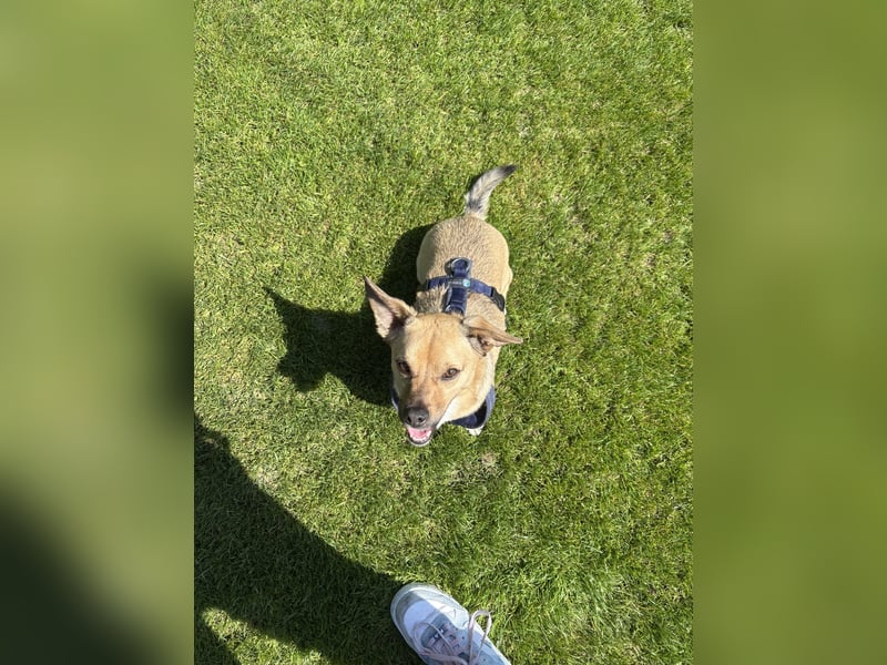 Dackel Jack Russel