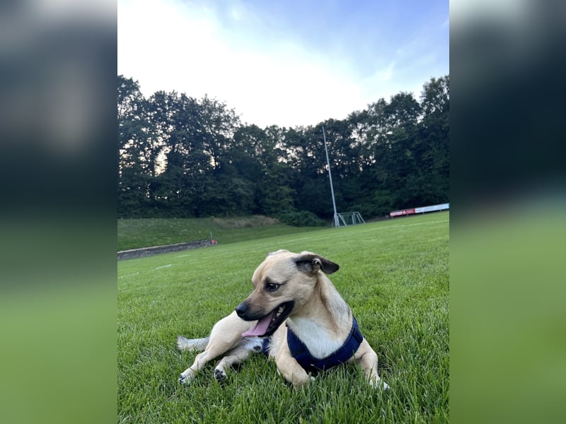 Dackel Jack Russel