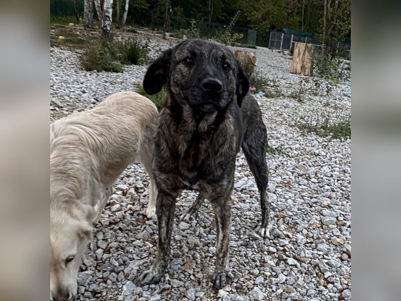Buck ein Traumwesen