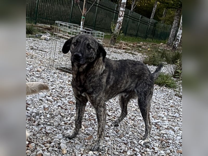 Buck ein Traumwesen