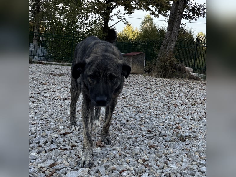 Buck ein Traumwesen