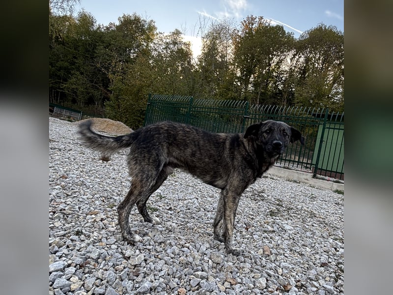 Buck ein Traumwesen