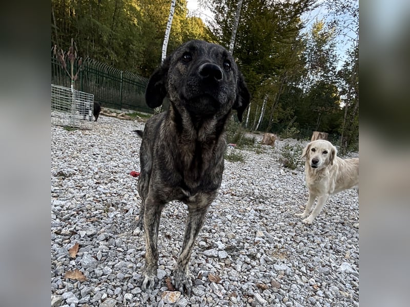 Buck ein Traumwesen