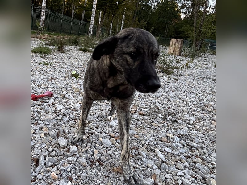 Buck ein Traumwesen