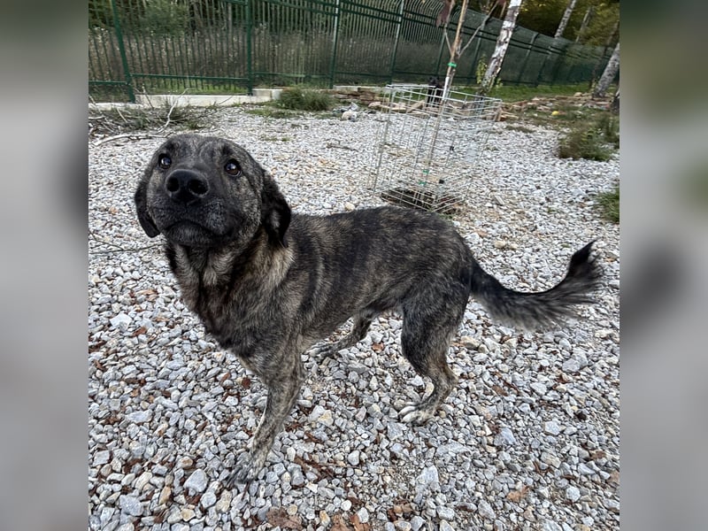Buck ein Traumwesen