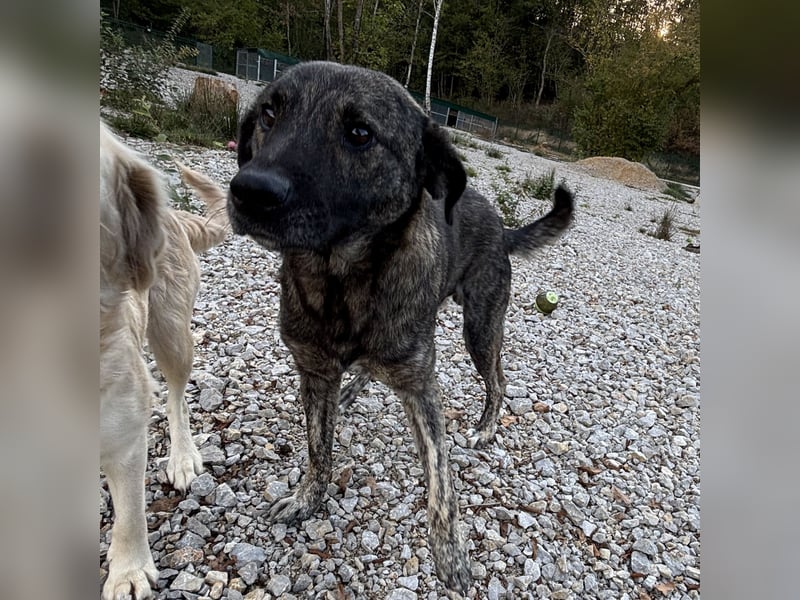 Buck ein Traumwesen