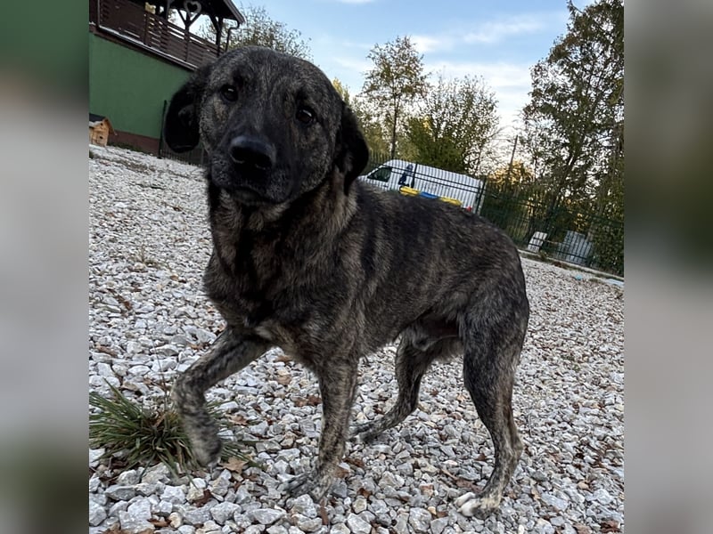 Buck ein Traumwesen