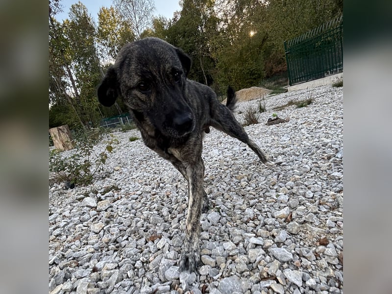Buck ein Traumwesen