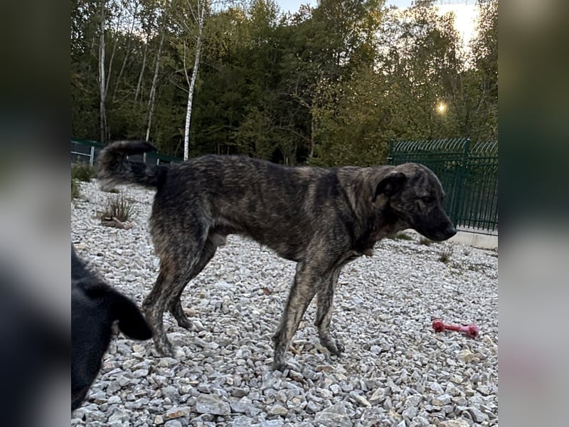 Buck ein Traumwesen