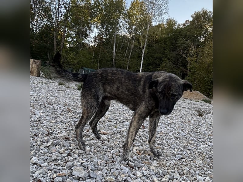 Buck ein Traumwesen