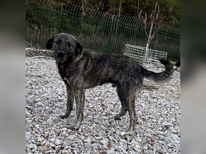 Buck ein Traumwesen
