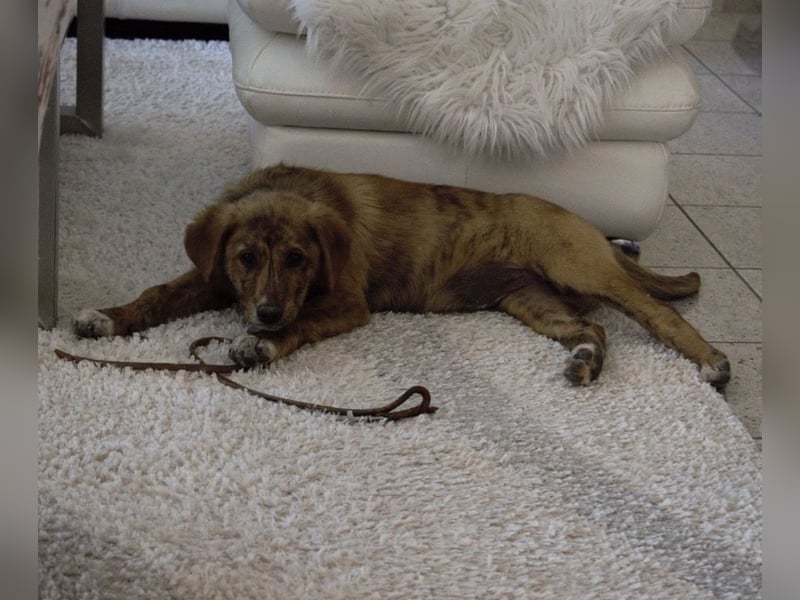 Ava - Achtung Zuckerschock!