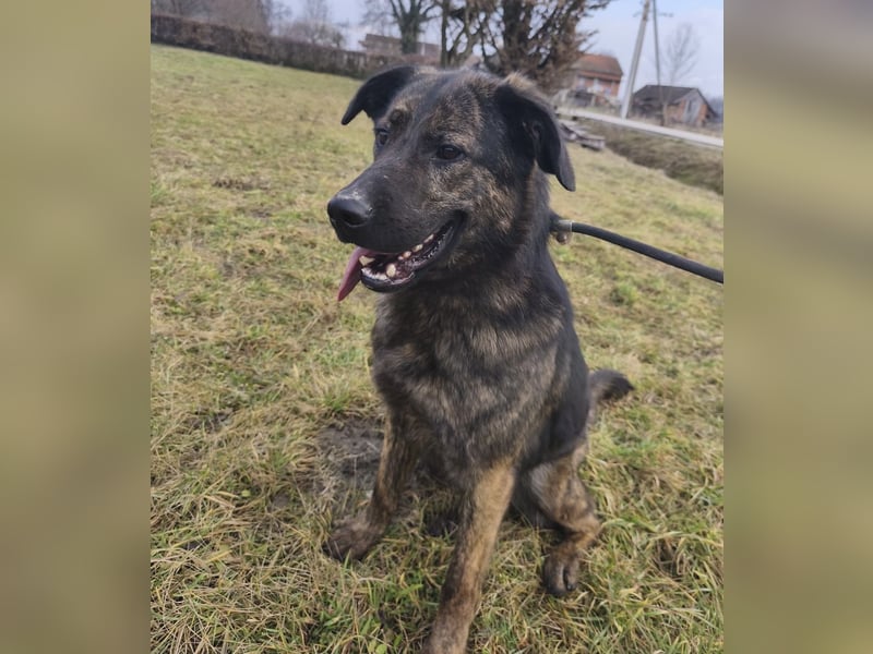 Pepe ein Schatz auf 4 Pfoten