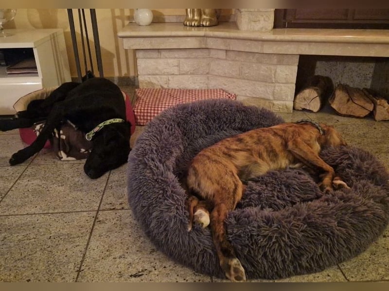 Ava - Achtung Zuckerschock!