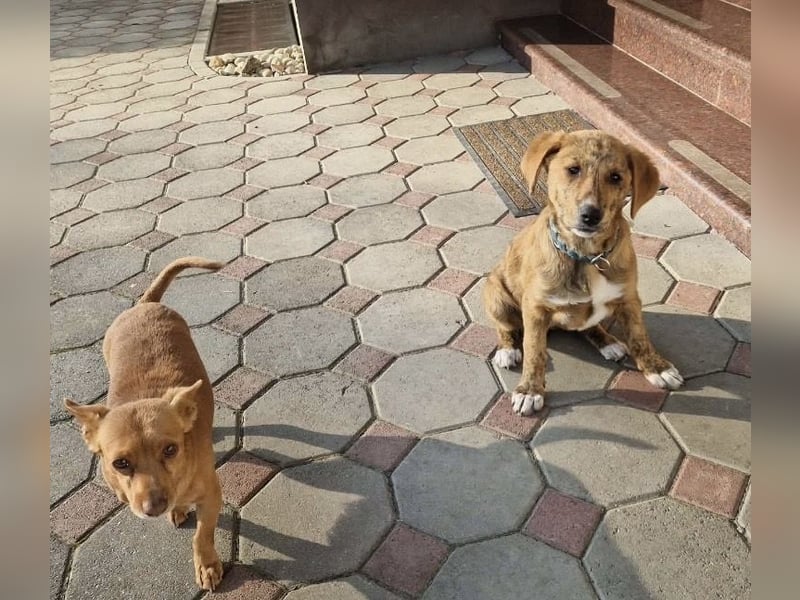 Ava - Achtung Zuckerschock!