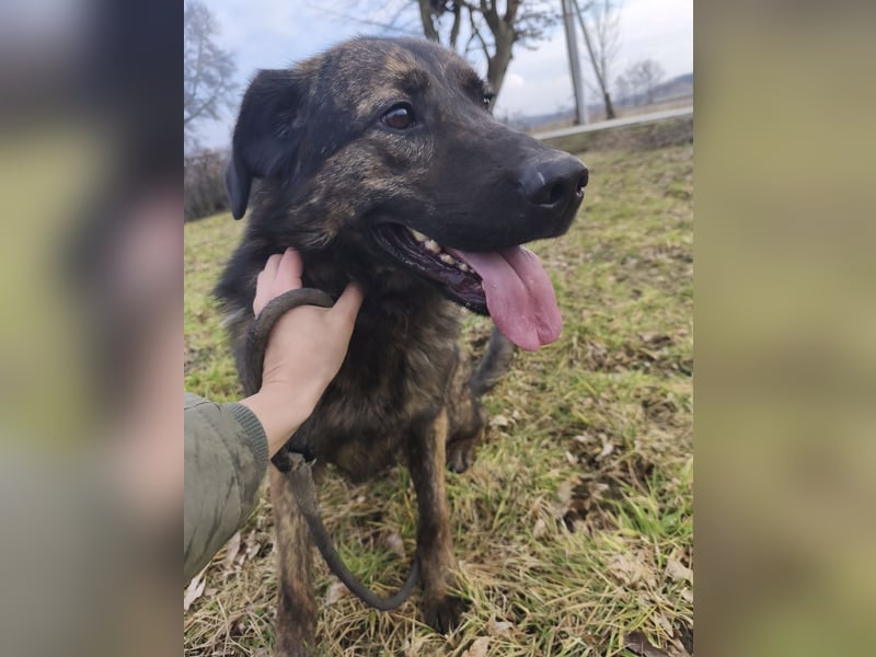 Pepe ein Schatz auf 4 Pfoten