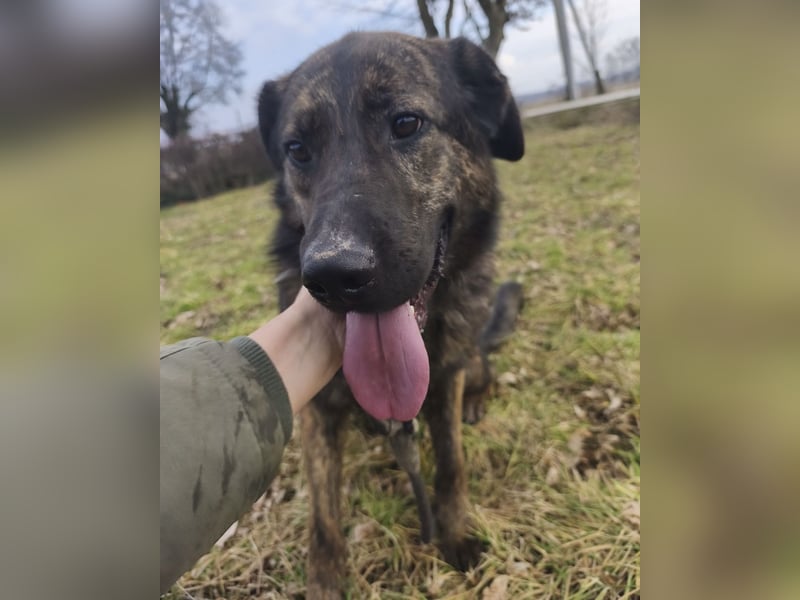 Pepe ein Schatz auf 4 Pfoten