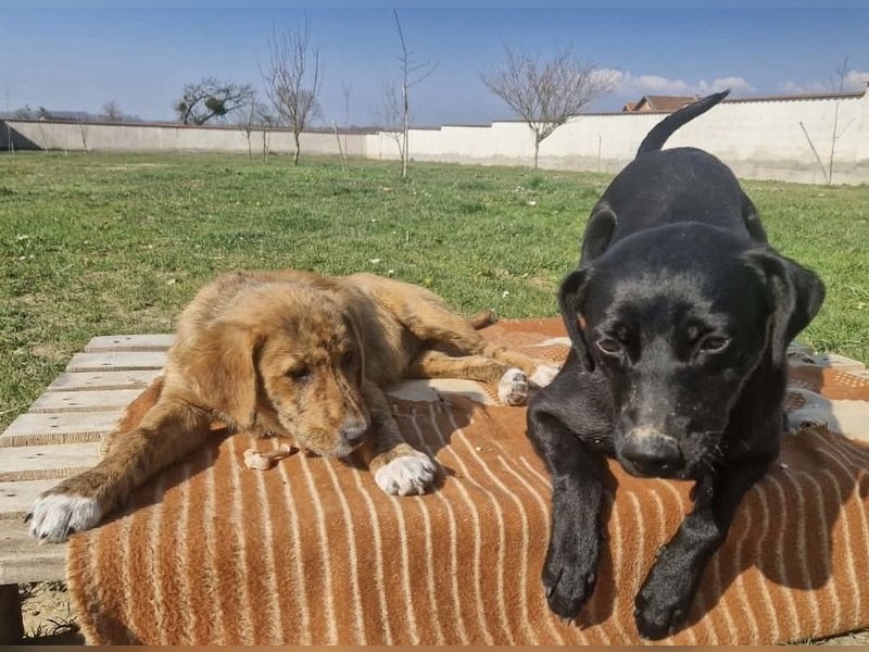 Ava - Achtung Zuckerschock!