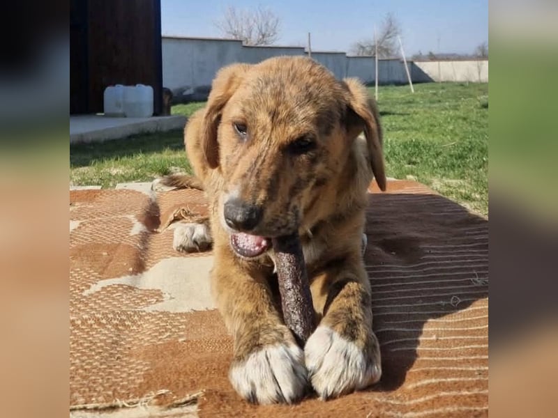 Ava - Achtung Zuckerschock!