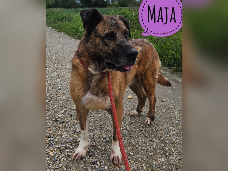 Maja - eine Menschen liebende Hündin