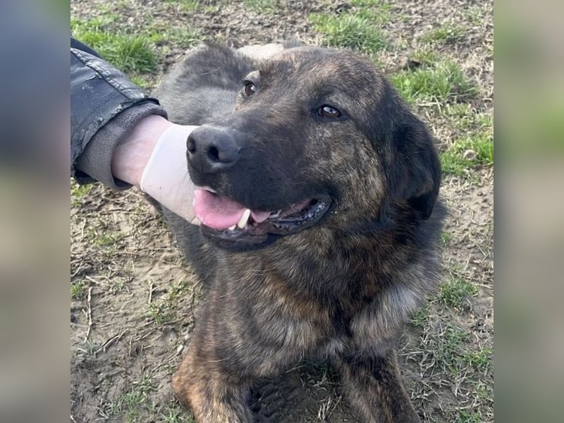 Pepe ein Schatz auf 4 Pfoten