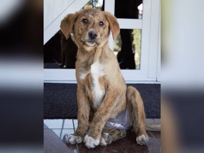 Ava - Achtung Zuckerschock!