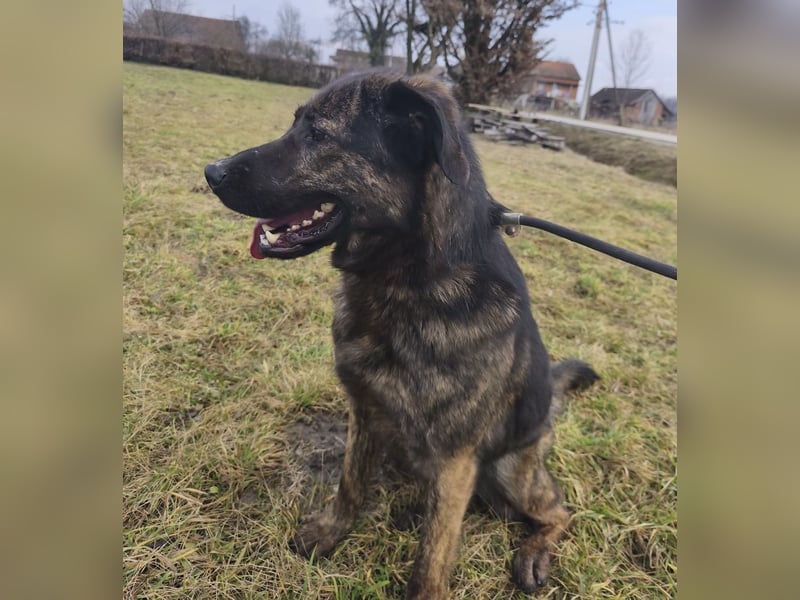 Pepe ein Schatz auf 4 Pfoten