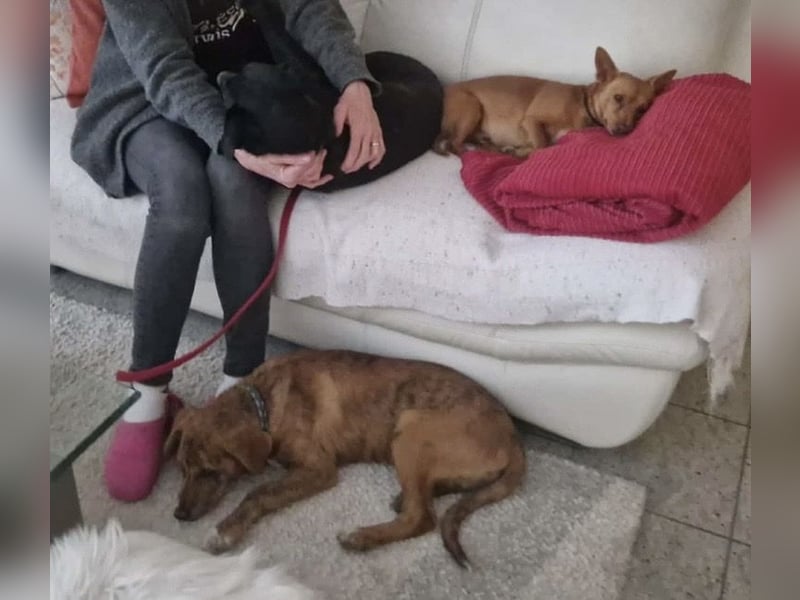 Ava - Achtung Zuckerschock!