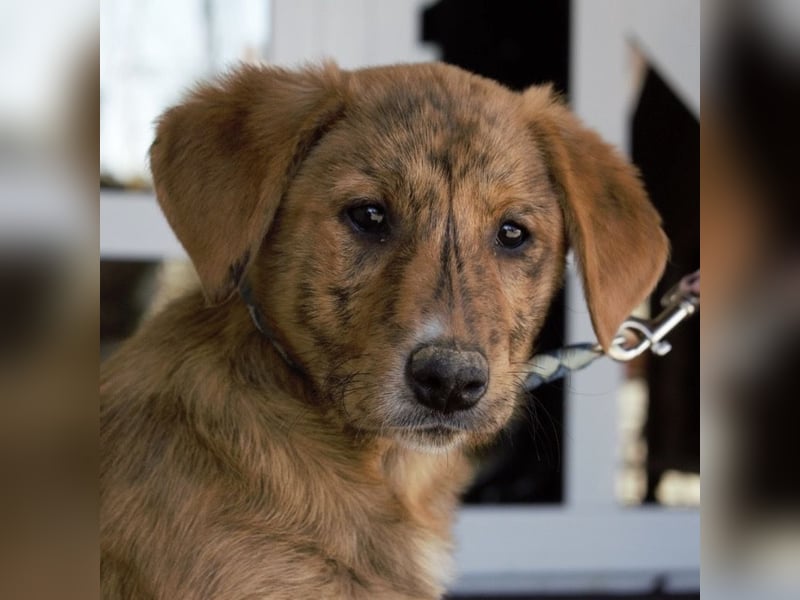 Ava - Achtung Zuckerschock!
