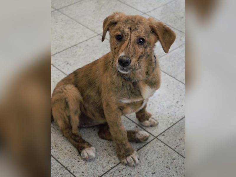 Ava - Achtung Zuckerschock!