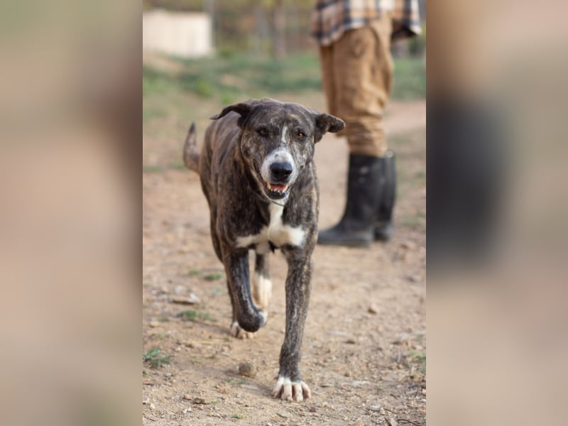 Missy wünscht sich ein Für-Immer-Zuhause