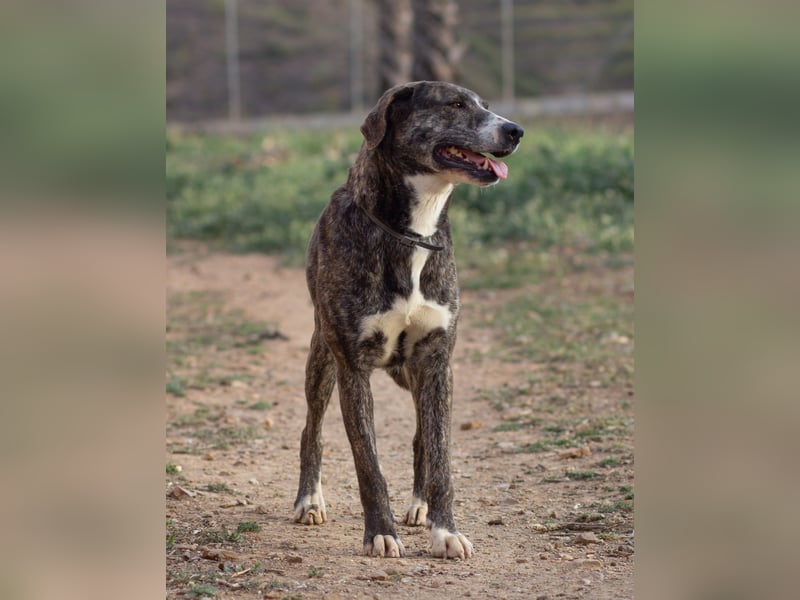 Missy wünscht sich ein Für-Immer-Zuhause
