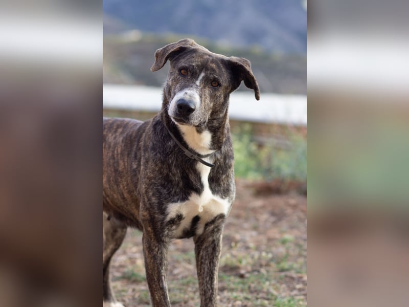 Missy wünscht sich ein Für-Immer-Zuhause